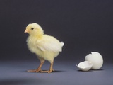 Leghorn Chick
