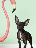 Chihuahua next to pink flamingo