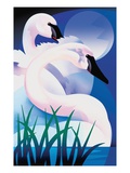 Two swans in a pond
