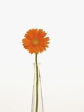 Gerbera Daisy Photographic Print