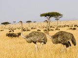 Buy Ostriches and Wildebeests at AllPosters.com