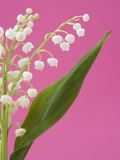 Lily of the valley