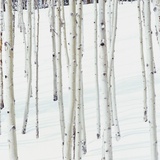 Aspen Trees in Snow
