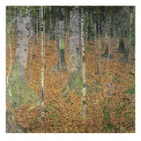 The Birch Wood