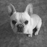 Buy French bulldog at AllPosters.com