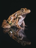 Leopard Frog