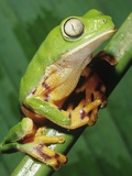 Barred Tree Frog