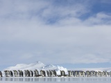 Row of Emperor Penguins in Antarctica