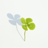 Four Leaf Clover