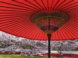 Red Japanese Parasol and Pink Cherry Blossoms
