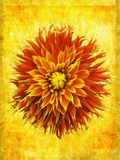 Buy Dahlia at AllPosters.com