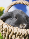 Lop-eared Easter bunny