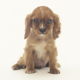 Cavalier King Charles Spaniel Puppy