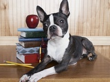 Boston terrier sitting next to a stack of books