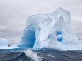 Blue Iceberg Sculpted by Waves and Southern Giant Petrel in Flight