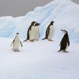 Buy Penguins Standing on Iceberg at AllPosters.com