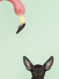 Chihuahua underneath a pink flamingo