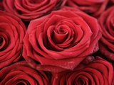 Buy Bouquet of Red Roses at AllPosters.com