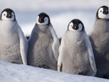 Emperor Penguins in Antarctica