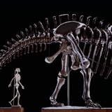 Human Skeleton and Apatosaurus Louisae