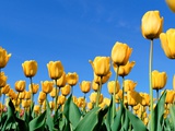 A Field of Yellow Tulips