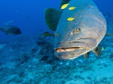 Queensland Grouper