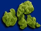 Buy Spirulina Powder Dietary Supplement at AllPosters.com