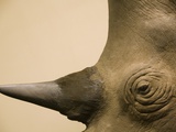 Black Rhinoceros