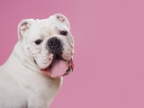 Portrait of a bulldog