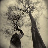 Madrona Trees by Kevin Cruff