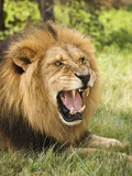 Roaring Lion Photographic Print