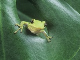 Frog Peeking Out From Leaf