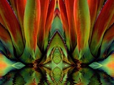 Inside a Flower