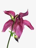 Buy Columbine Blossom at AllPosters.com