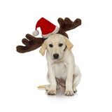 Puppy with Santa Hat and Reindeer Ears