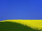Buy Blooming Rape Plant Field at AllPosters.com