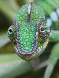 Panther Chameleon