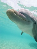 Bottlenose Dolphin