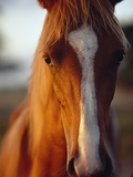 Buy Horse at AllPosters.com