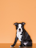 Buy Boston Terrier Puppy at AllPosters.com