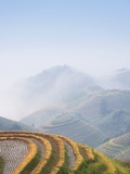 Rice Growing on Terraced Fields on Mountain Slopes