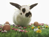 Bunny Rabbit on Grass With Flowers and Brown Eggs