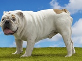 Bulldog