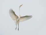 Great Egret Leaping