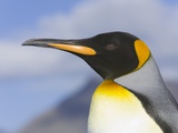 King Penguin