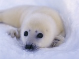 Newborn Harp Seal