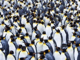 King Penguin Colony