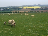 Sheep in Meadow in England