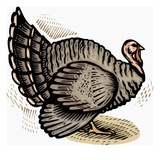 turkey