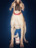 Fila Brasileiro Standing over Chihuahua